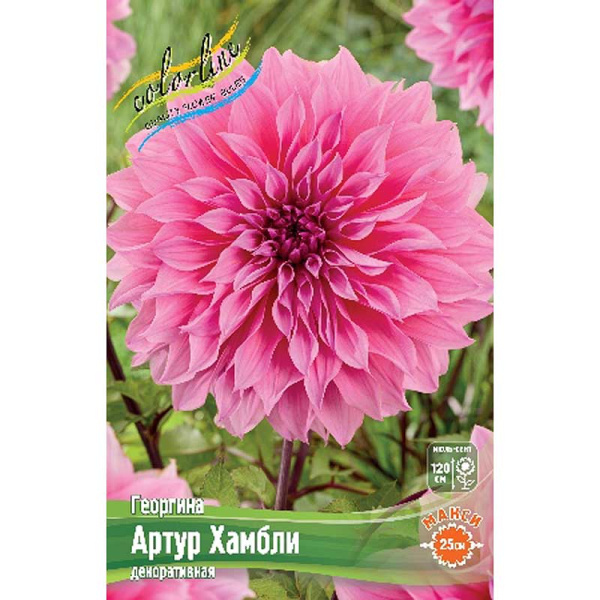 Георгина Артур Хамбли I 1 шт