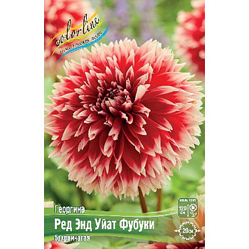 Георгина Ред Энд Уйат Фубуки I 15 шт Шоу-бокс 9114