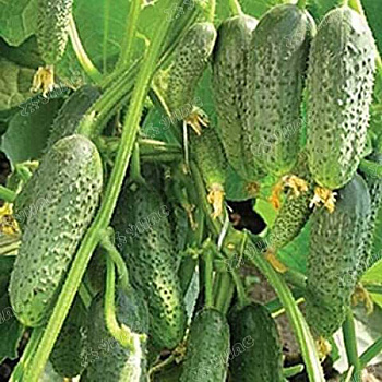 Огурец Герман 100шт (Нидерланды) Каприс