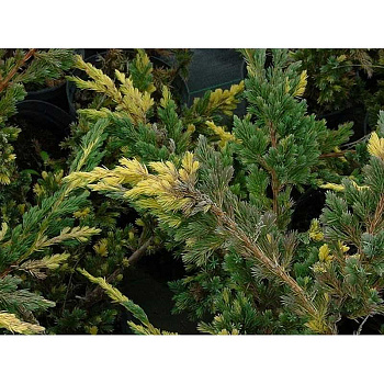 Можжевельник Juniperus Squamata Golden Flame P9 ,шт Садовита 9325
