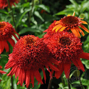 10777 Биг-Пак Эхинацея Свит Чили I 25 шт