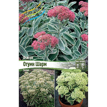 8556 Биг-Пак Очиток Отумн Шарм I 25 шт 