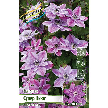 Клематис Супер Кьют I 1 шт