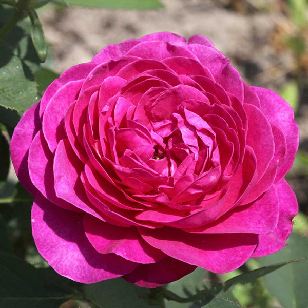 Роза флорибунда Хайди Клум Садовита