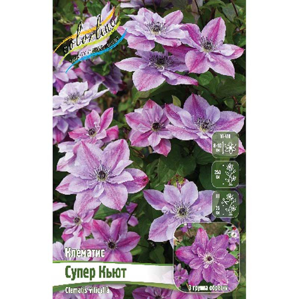 Клематис Супер Кьют I 1 шт