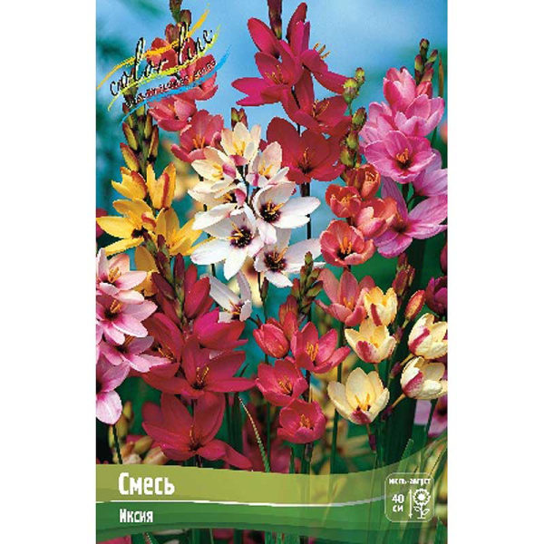 Иксия Смесь 5/+ 200 шт Шоу-бокс 9194 