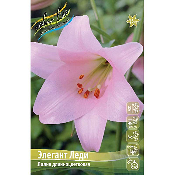 Лилия Элегант Леди 12/14 5 шт 