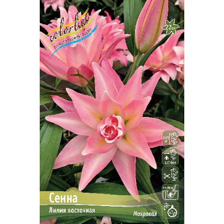5681 Биг-Пак Лилия Сенна 16/18 25 шт