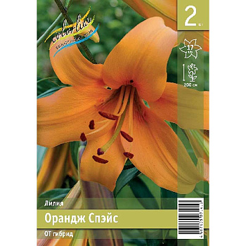 Лилия Орандж Спэйс 12/14 2 Эконом шт