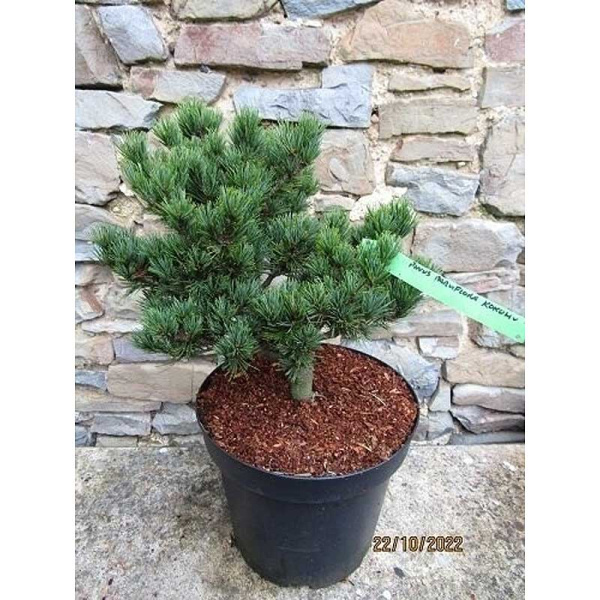 1829 Сосна Мелкоцветковая Кокухо C7,5 штамб 60cm ,шт
