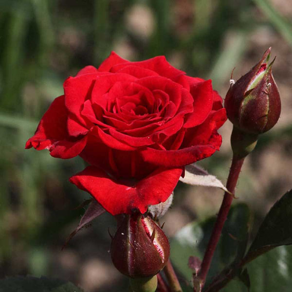 Роза спрей Миджет Садовита