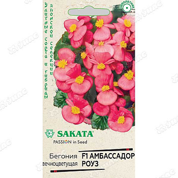 КОМ Бегония Амбасадор Роуз  Гавриш Ц 