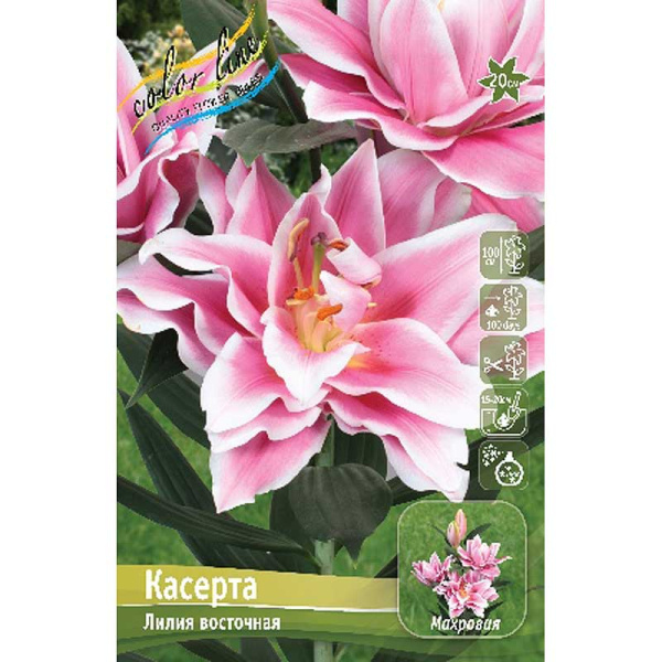 Лилия Касерта 16/18 25 шт Биг-Пак 16529