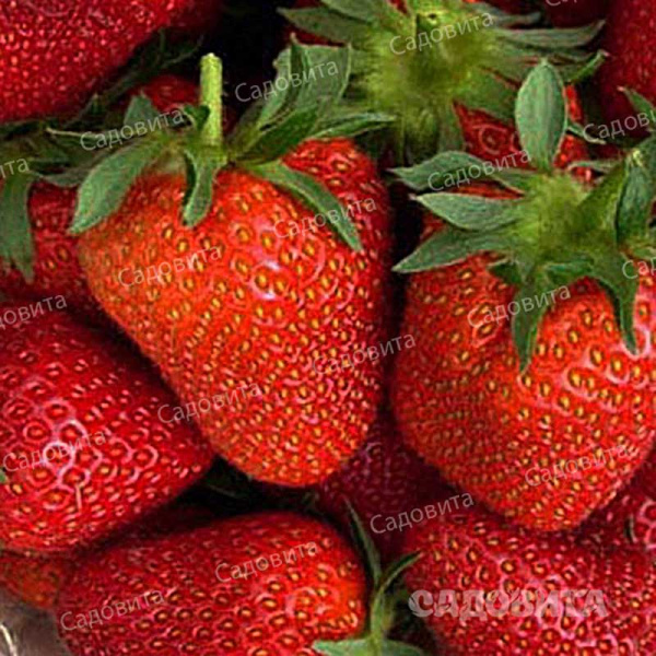 Земляника садовая Флёр (цена за 40 шт.) ОСП