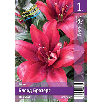 Лилия Блоод Бразерс 12/14 1 Эконом шт 