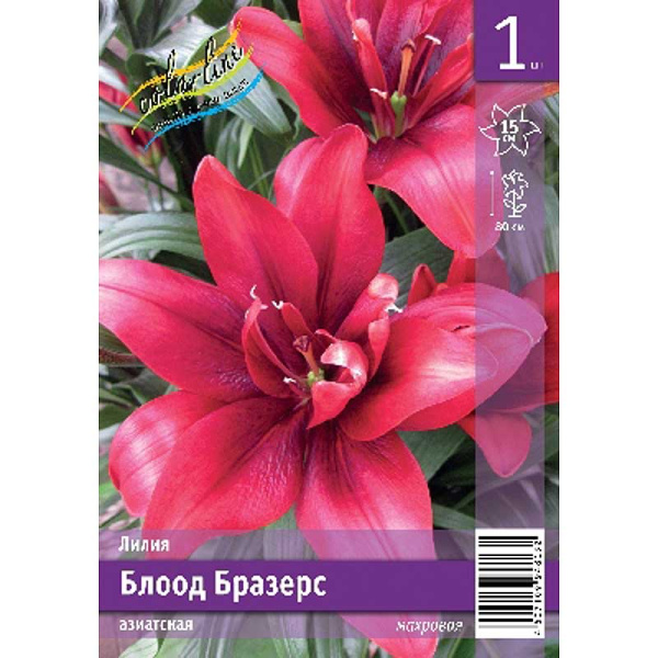 Лилия Блоод Бразерс 12/14 1 Эконом шт 
