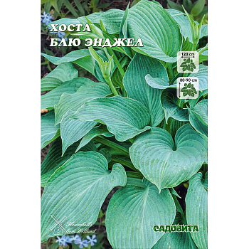 Хоста Блю Энджел 1 n 1 шт Садовита