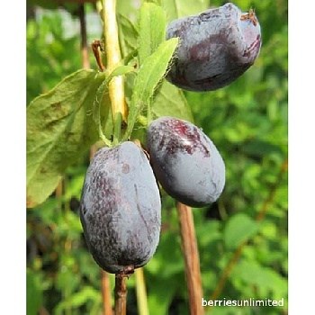 Жимолость Камчатская Строуберри Сенсейшн P9