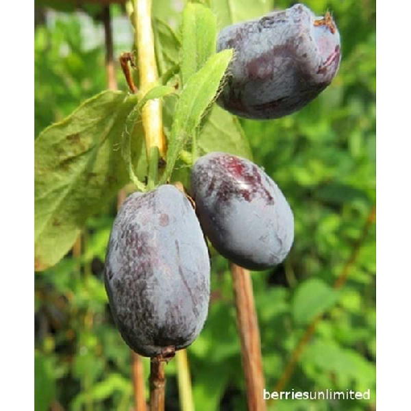 Жимолость Камчатская Строуберри Сенсейшн P9