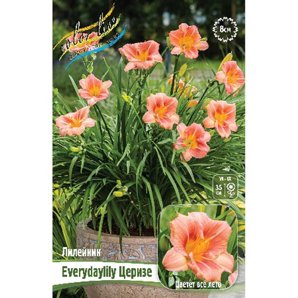 Лилейник Everydaylily Церизе I 1 шт
