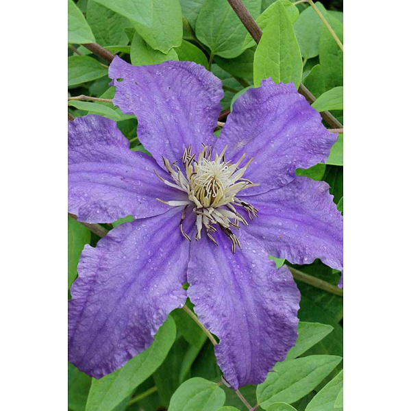 Клематис Фредерик Шопен I 1 шт Садовита
