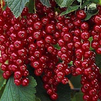 Смородина Красная Ровада P9 25-30