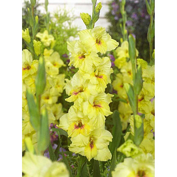 Гладиолус Максиал 10/12 3 Эконом шт 