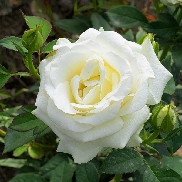 Роза Чайно-гибридная Дельфи Садовита