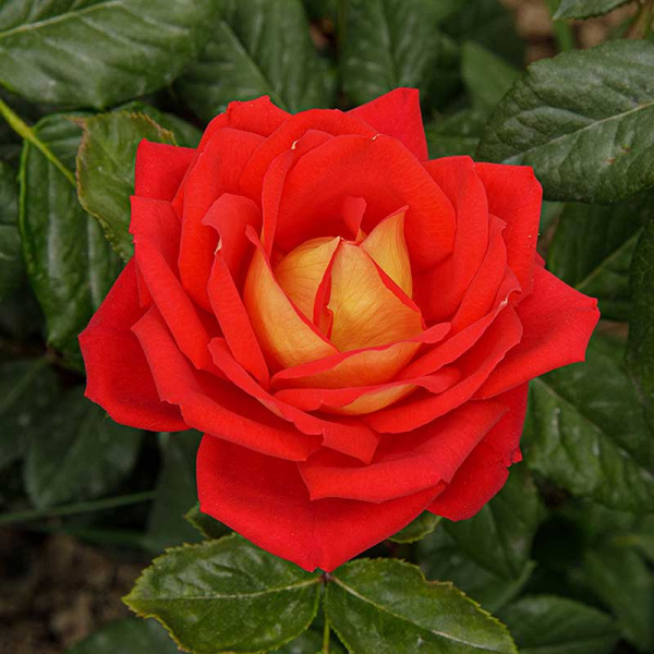 Роза флорибунда Шанти Садовита