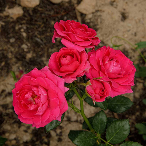 Роза спрей Хихо Садовита