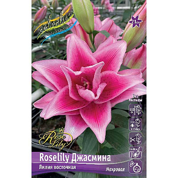 Лилия Roselily Джасмина 12/14 5 шт 