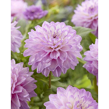 Георгина Блю Уиш I 1 шт