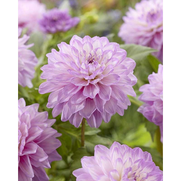 Георгина Блю Уиш I 1 шт