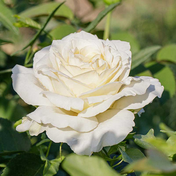 Роза флорибунда Айсберг Садовита