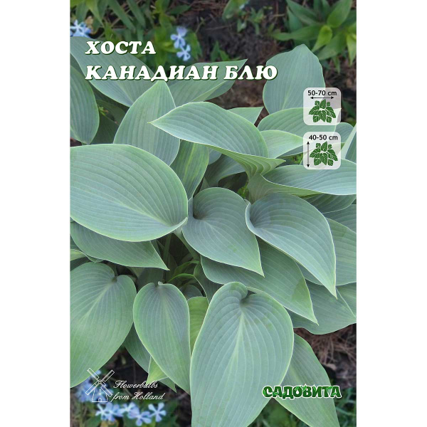 Хоста Канадиан Блю 1 n 2 шт Садовита