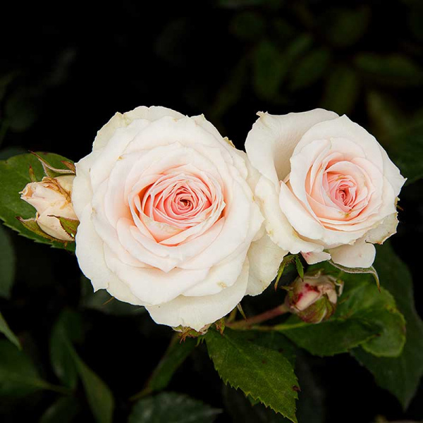 Роза Спрей Натали Садовита