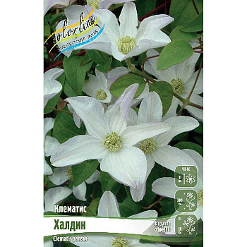 Клематис Халдин I 25 шт Биг-пак 4614