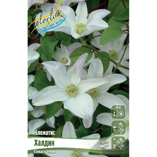 Клематис Халдин I 25 шт Биг-пак 4614