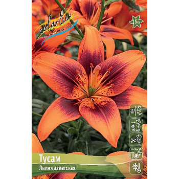 Лилия Тусам 12/14 25 шт Биг-Пак 10364 