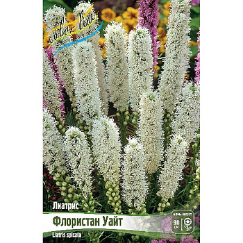 Лиатрис Флористан Уайт 10/12 5 шт 