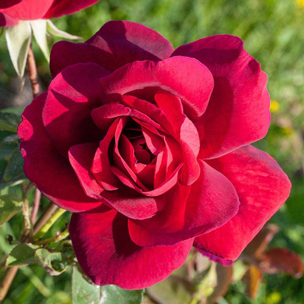 Роза чайно-гибридная Алматинская Садовита