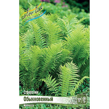 Страусник (Папоротник) I 2 шт