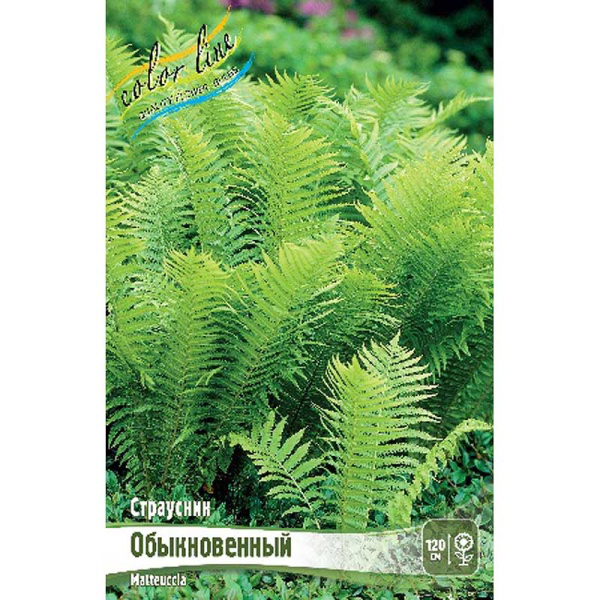 Страусник (Папоротник) I 2 шт