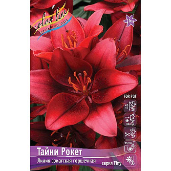 Лилия Тайни Рокет 10/12 7 шт