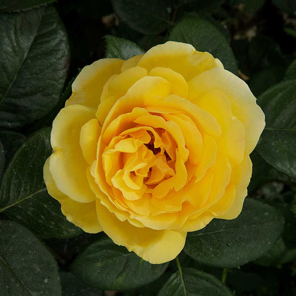 Роза флорибунда Артур Белл Садовита