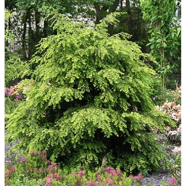 Тсуга Канадская Видовая Норма P9 20-30