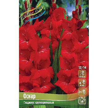 Гладиолус Оскар 12/14 100 шт Шоу-бокс 7765