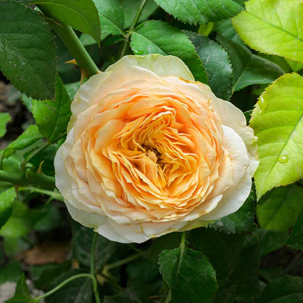 Роза Спрей Шампань Дю Версаль Садовита