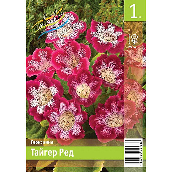 Глоксиния Тайгер Ред 5/6 1 Эконом шт