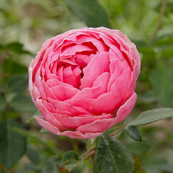 Роза флорибунда Помпонелла Садовита